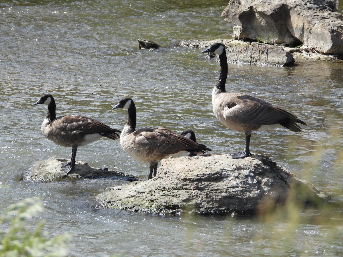 Canada Goose - ML622988978