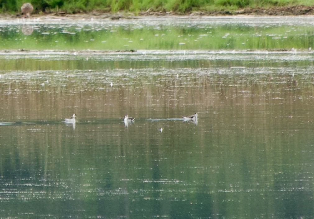 Red-necked Phalarope - ML622989169