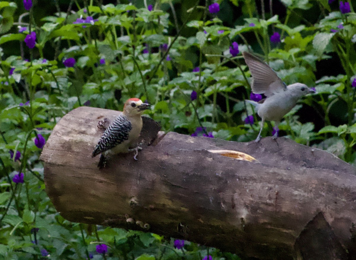 Red-crowned Woodpecker - Frances Oliver