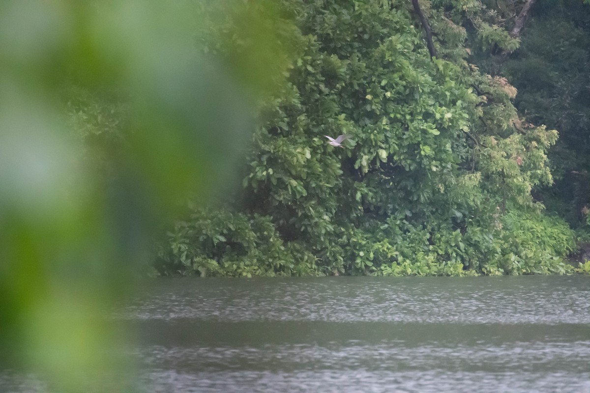 夜鷺 - ML622989294