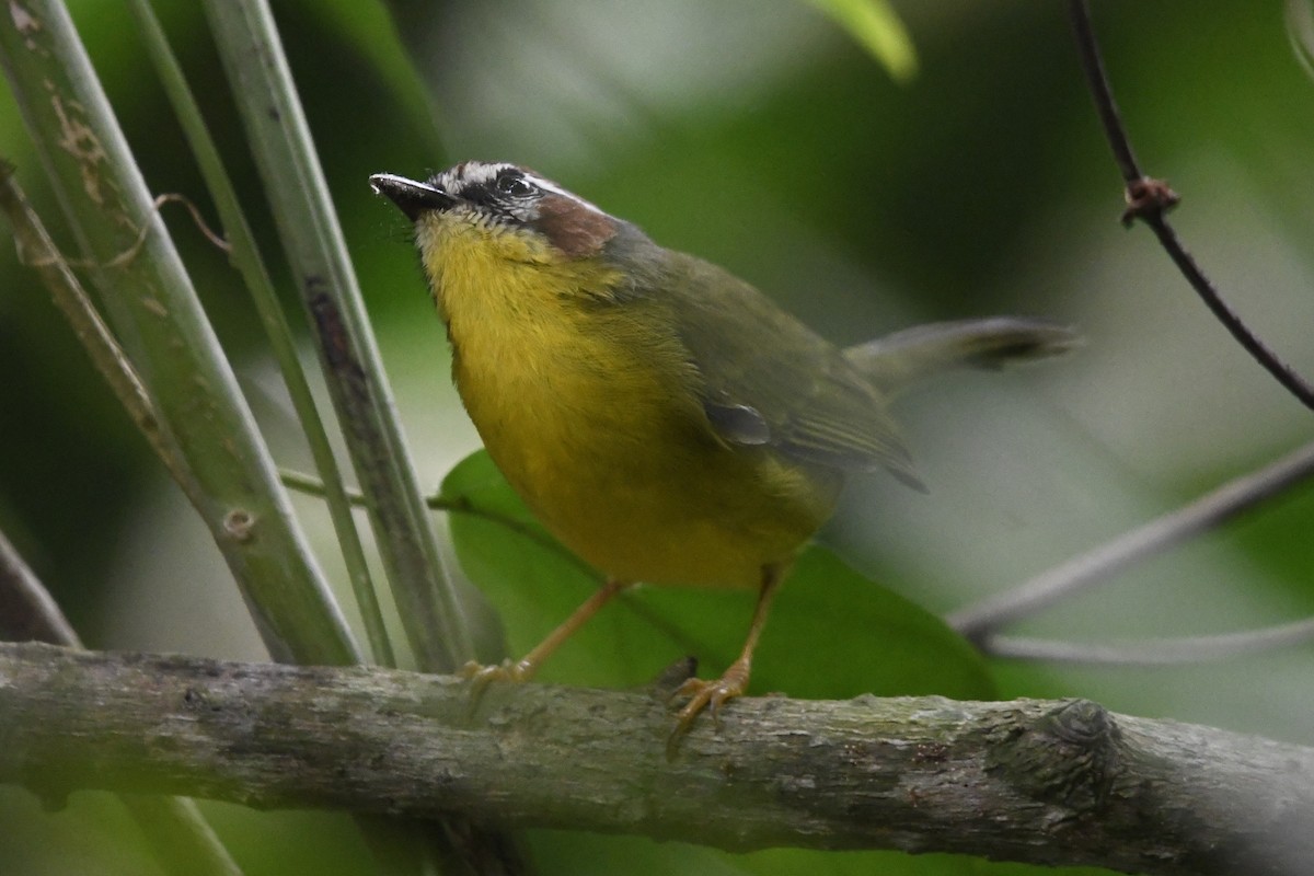 Chestnut-capped Warbler - ML622989308