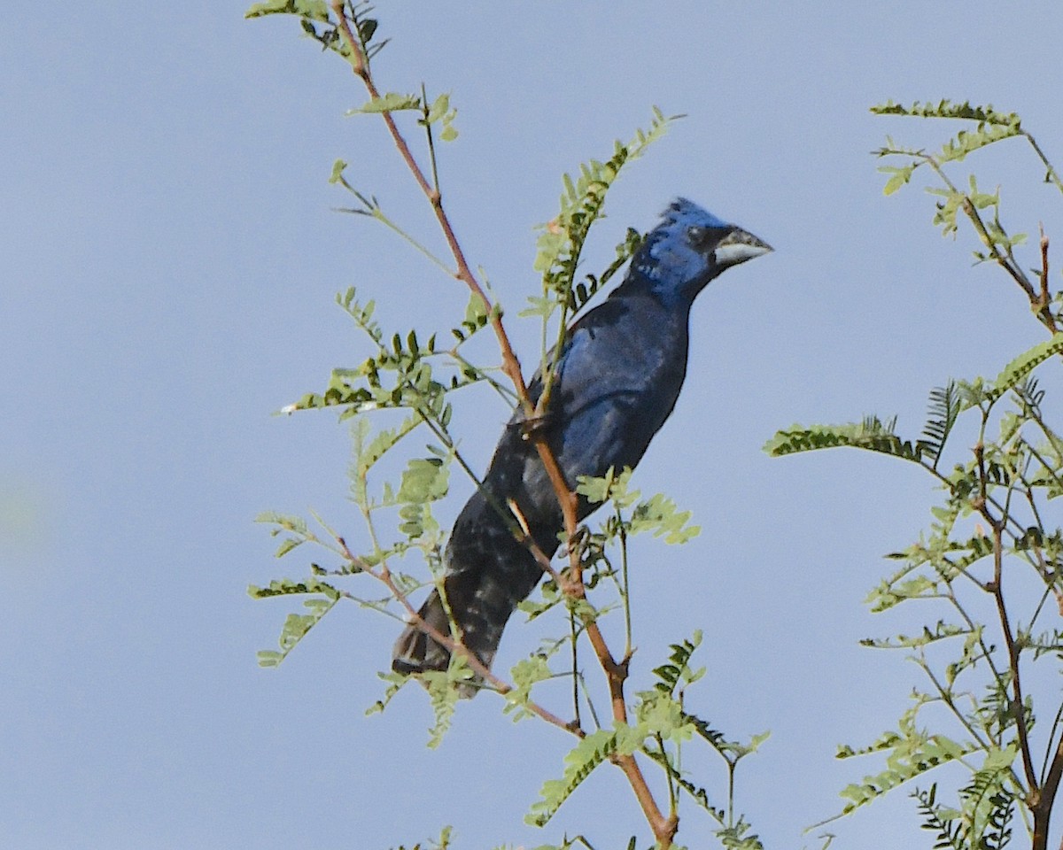 Blue Grosbeak - ML622989325