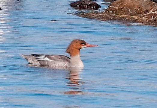 Common Merganser - ML622989363