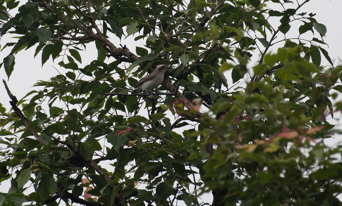 Common Woodshrike - ML622989368