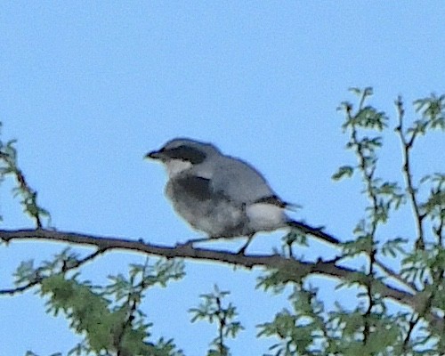 Loggerhead Shrike - ML622989378