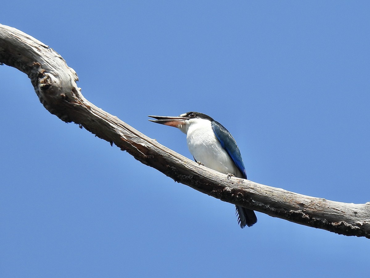 Torresian Kingfisher - ML622989384