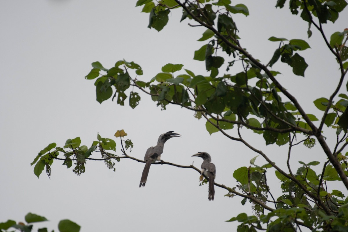 Indian Gray Hornbill - ML622989397