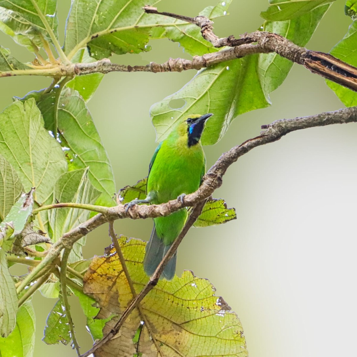 Jerdon's Leafbird - ML622989405