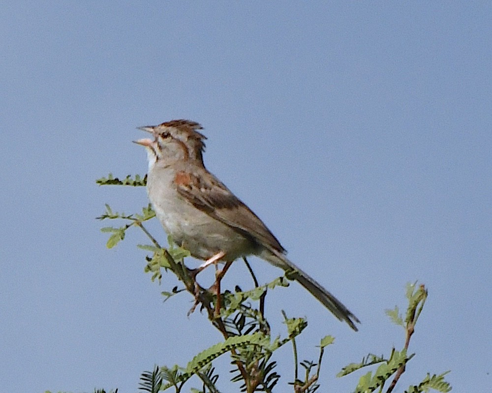 Rufous-winged Sparrow - ML622989417