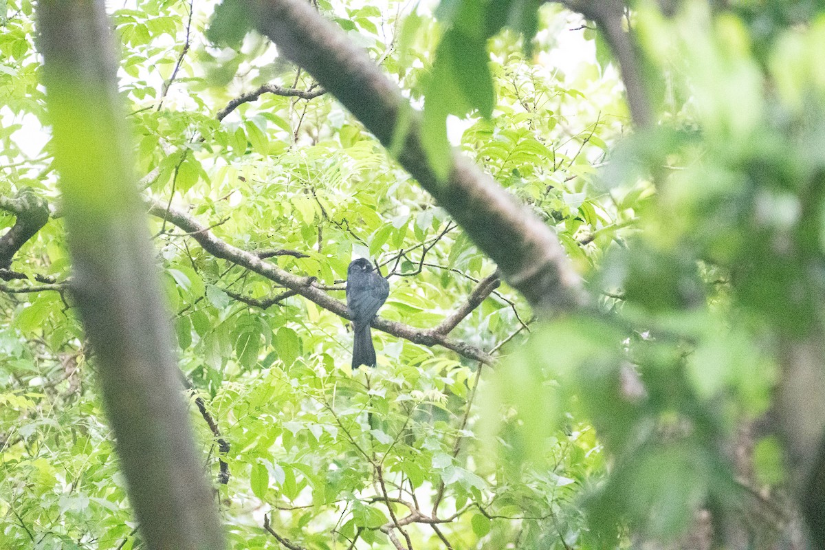 Greater Racket-tailed Drongo - ML622989421