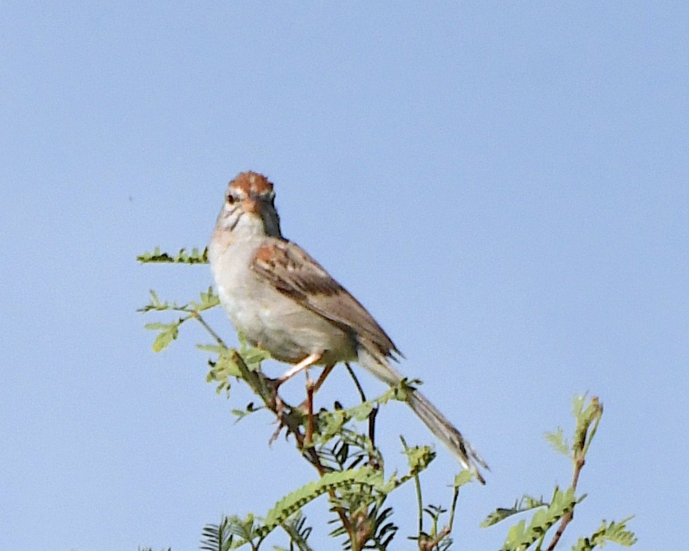 Rufous-winged Sparrow - ML622989490