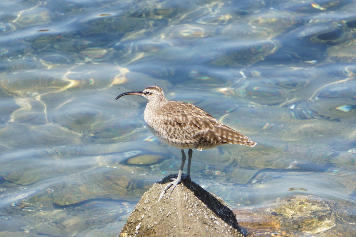 Whimbrel - Alina T