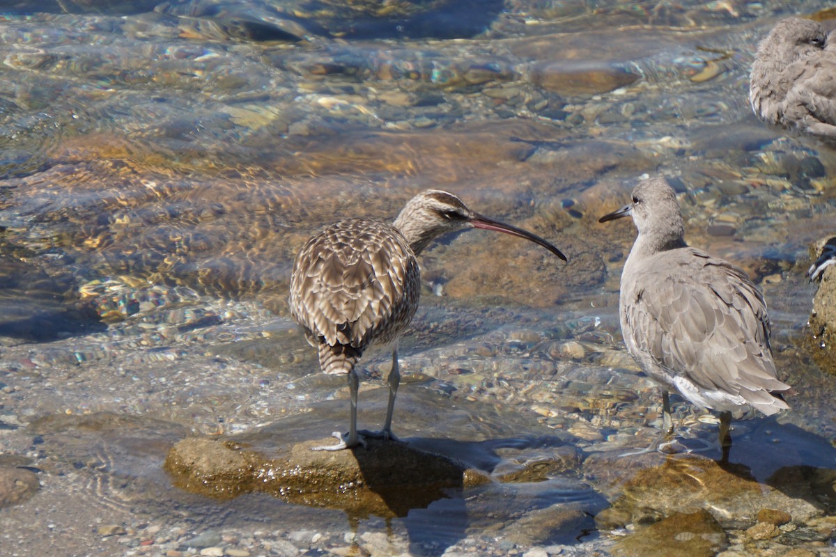 Whimbrel - ML622989580