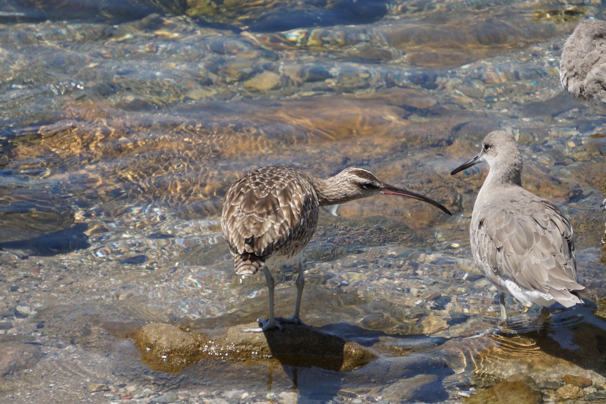 Whimbrel - ML622989581