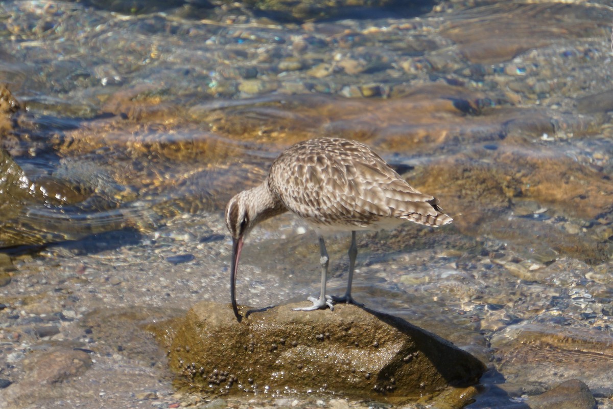 Whimbrel - ML622989583