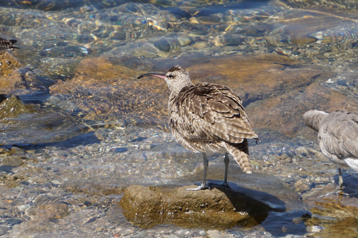 Whimbrel - ML622989584