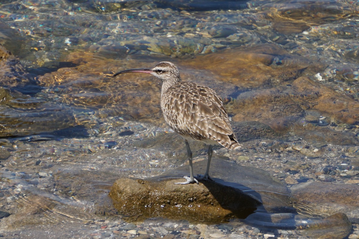 Whimbrel - ML622989587