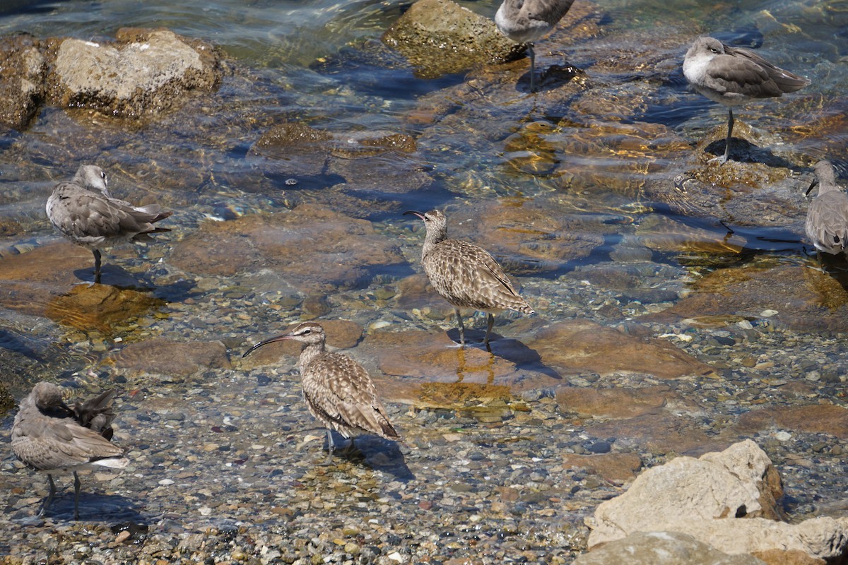 Whimbrel - ML622989589