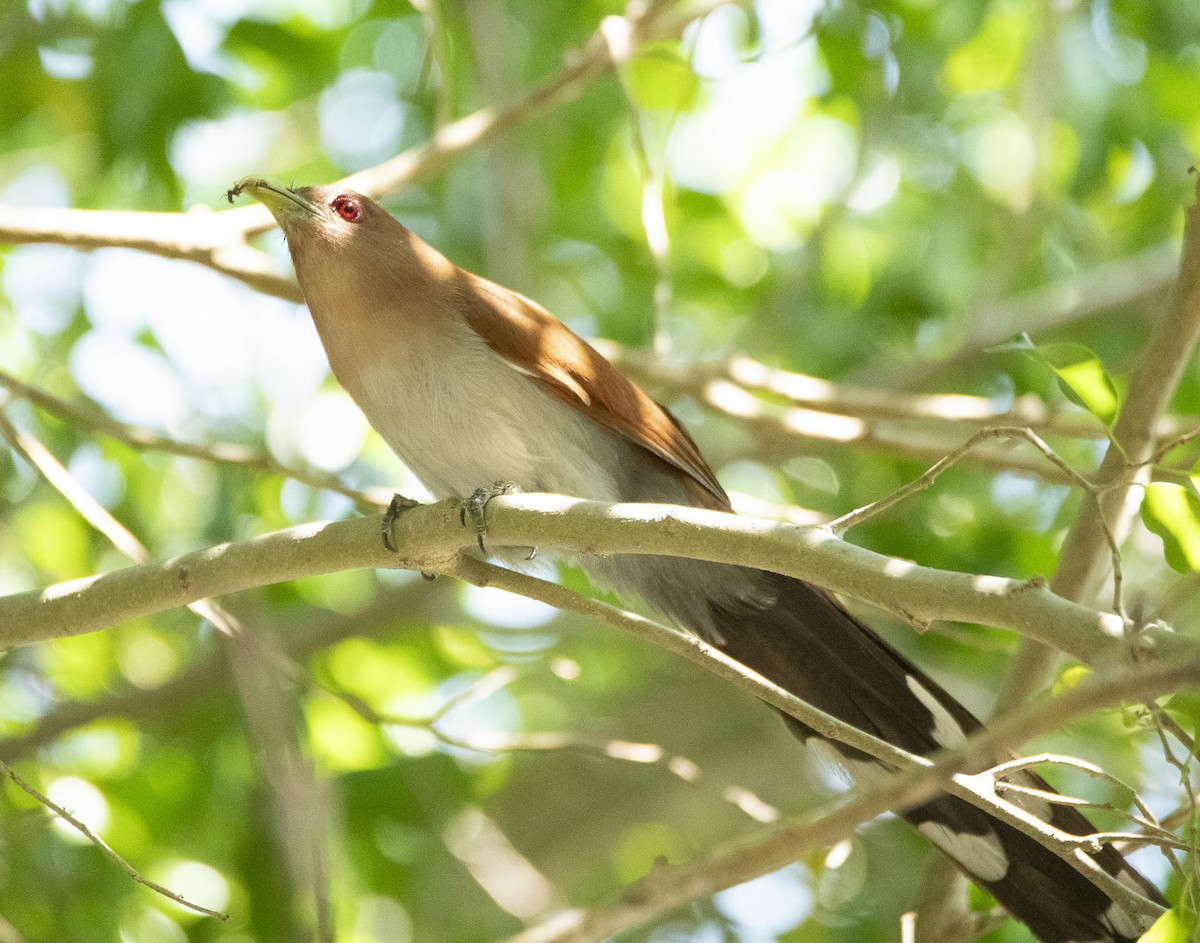 Piaye écureuil - ML622989622