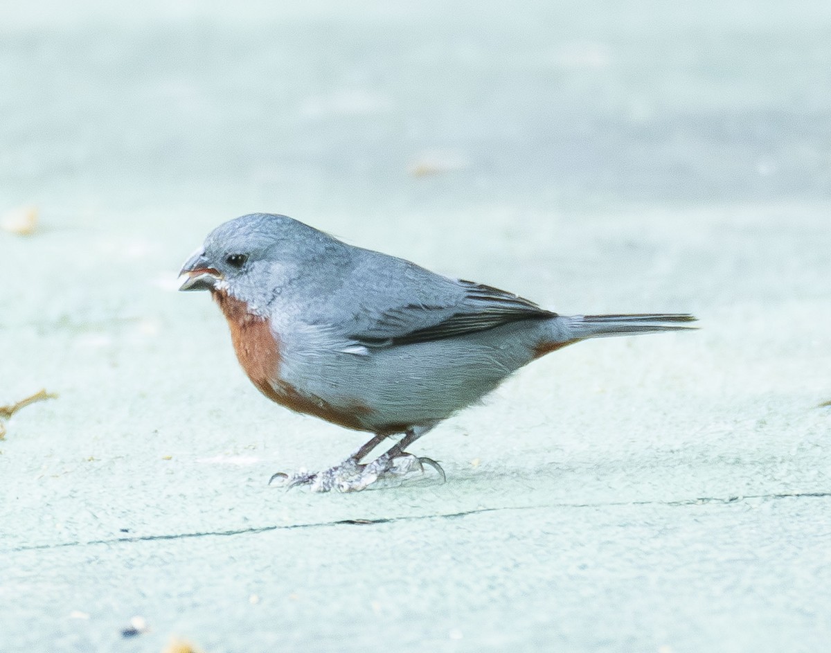 Sporophile à ventre châtain - ML622989640