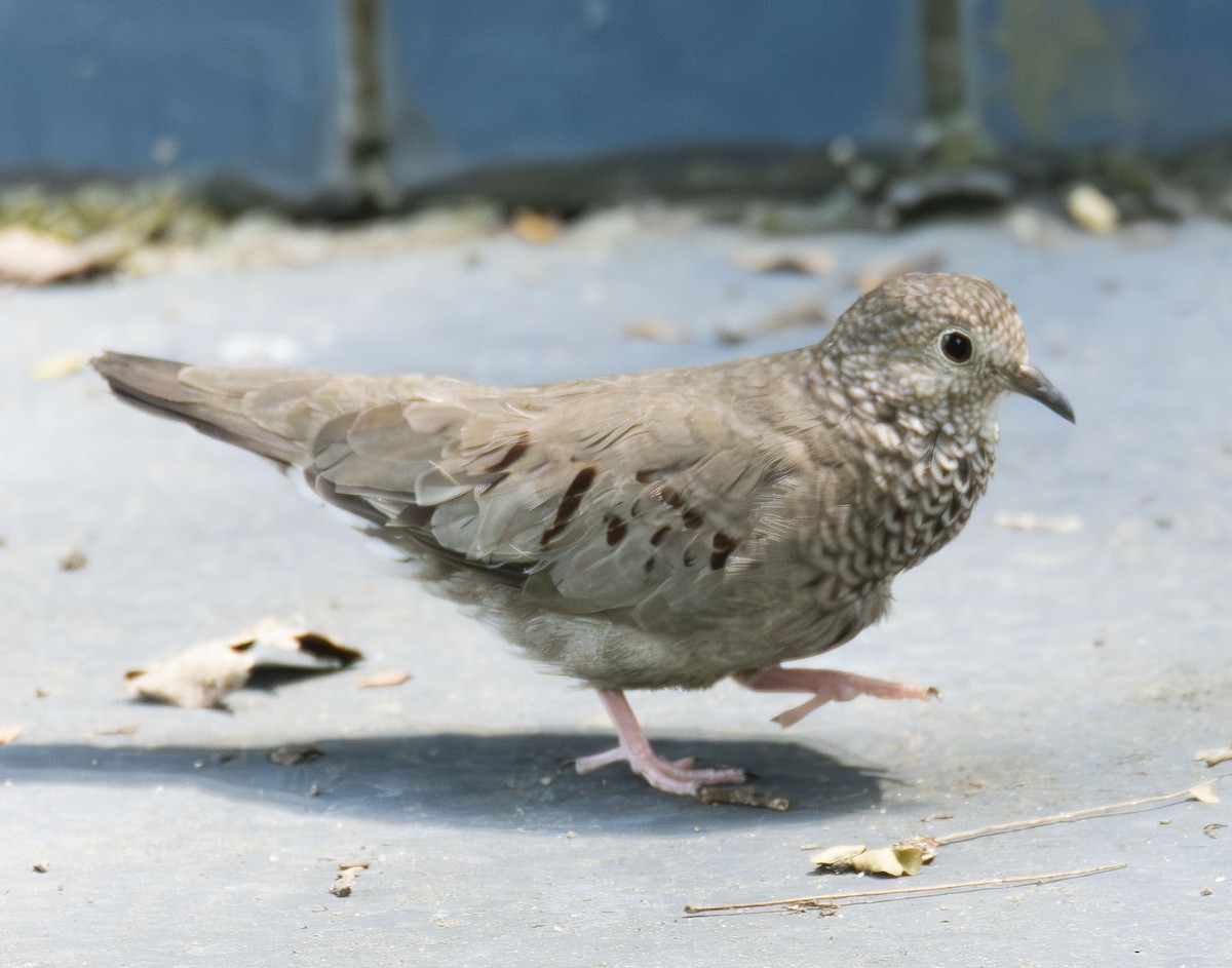 Colombe à queue noire - ML622989654