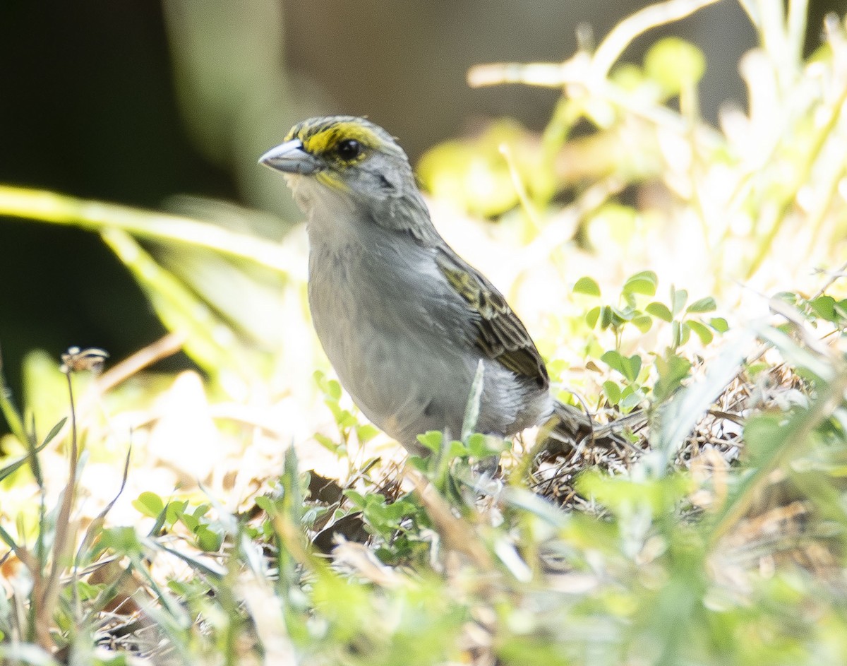Bruant à front d'or - ML622989660