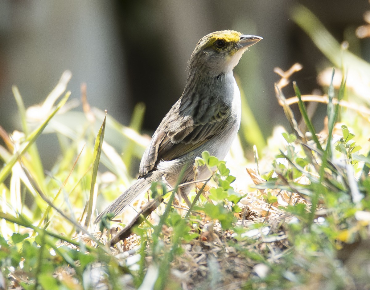 Bruant à front d'or - ML622989661
