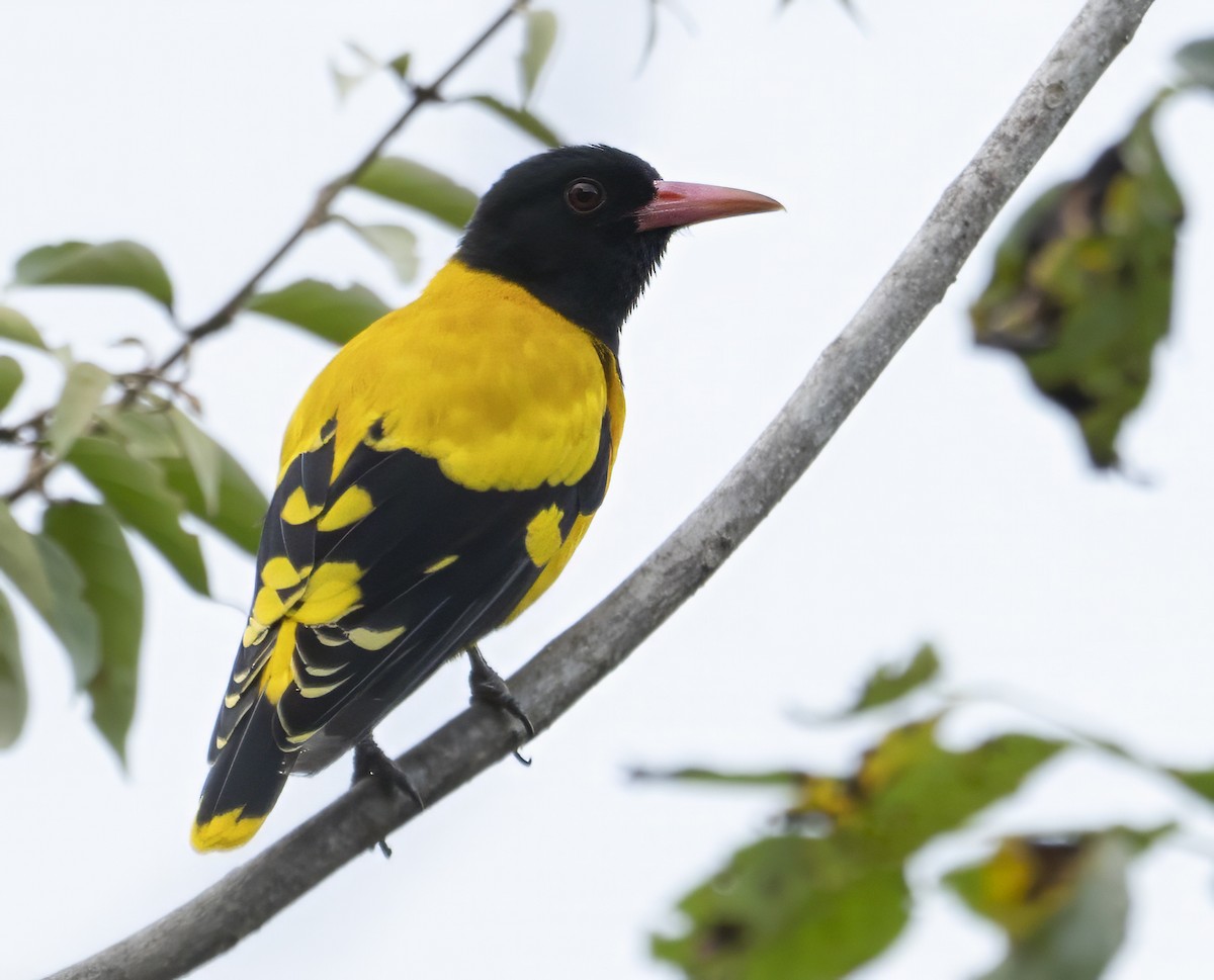 Black-hooded Oriole - ML622989666