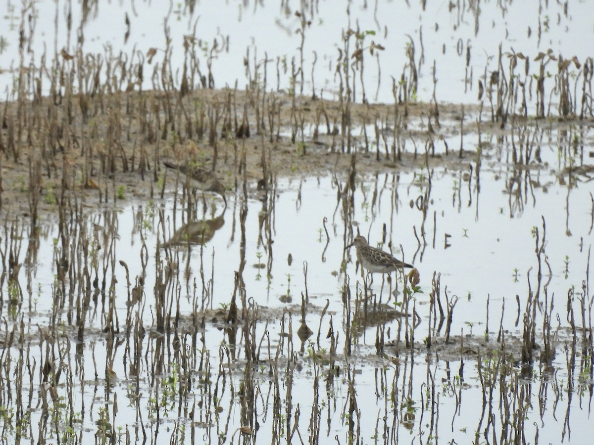 Pectoral Sandpiper - ML622989754