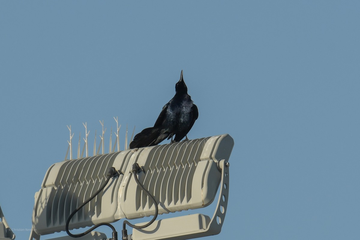 Great-tailed Grackle - Christian Newton