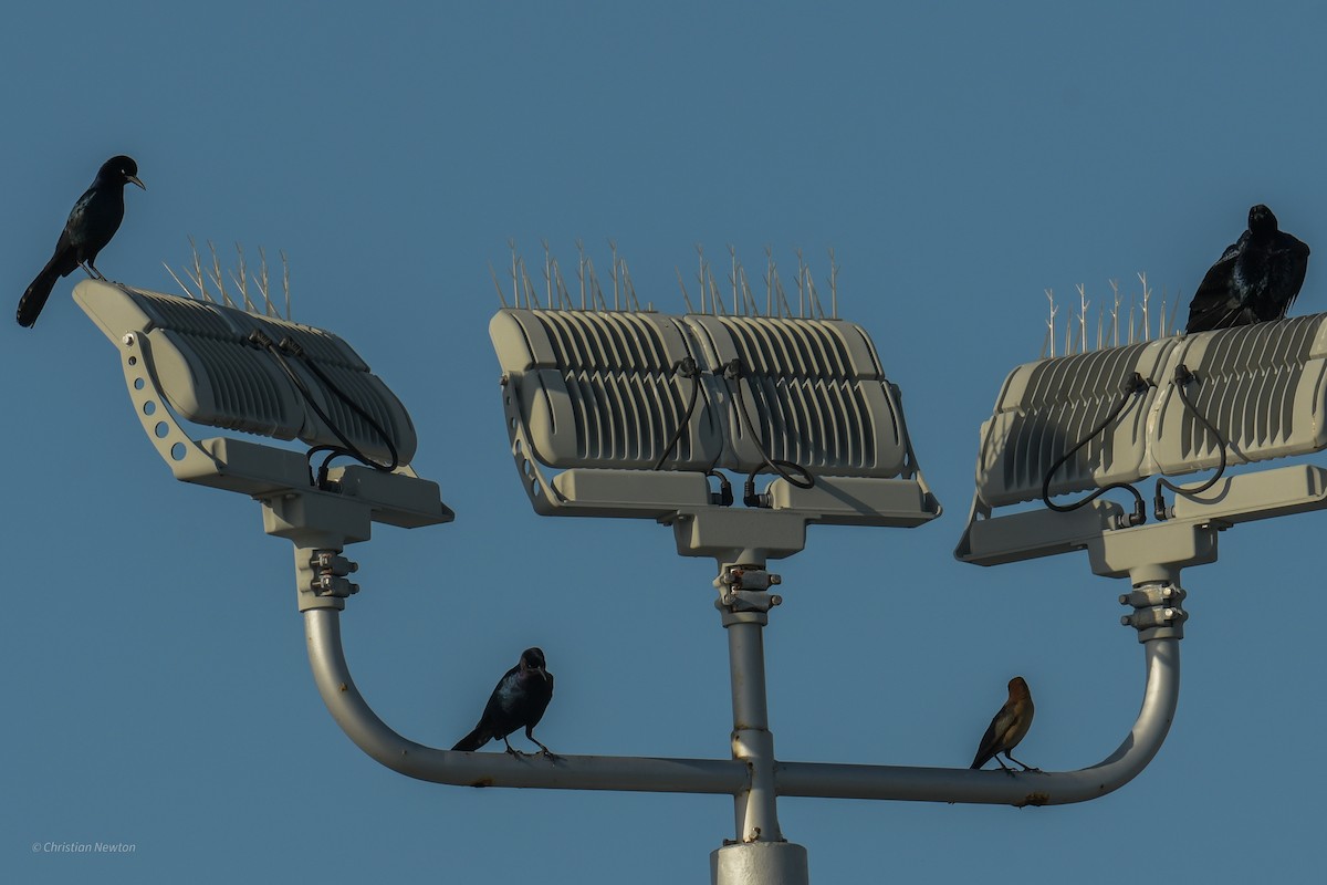 Great-tailed Grackle - Christian Newton