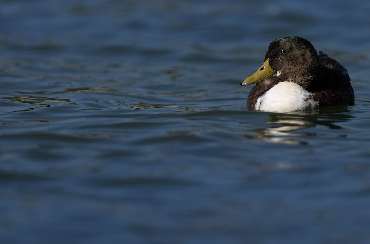Mallard - Henry Witsken