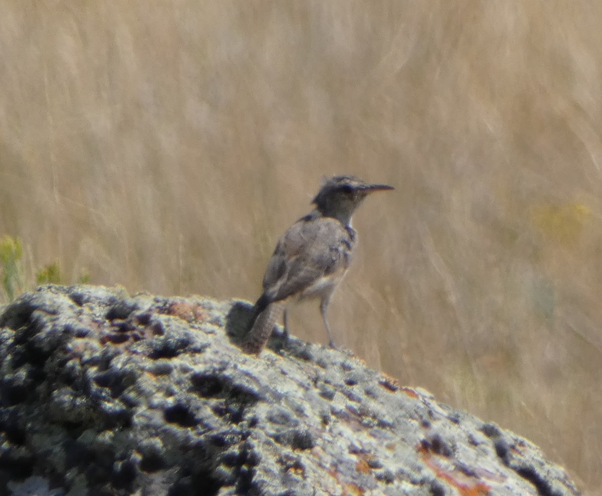 Rock Wren - ML622989883