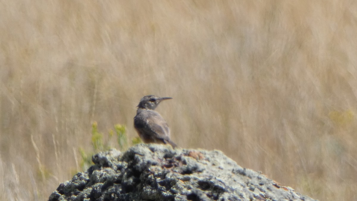 Rock Wren - ML622989884