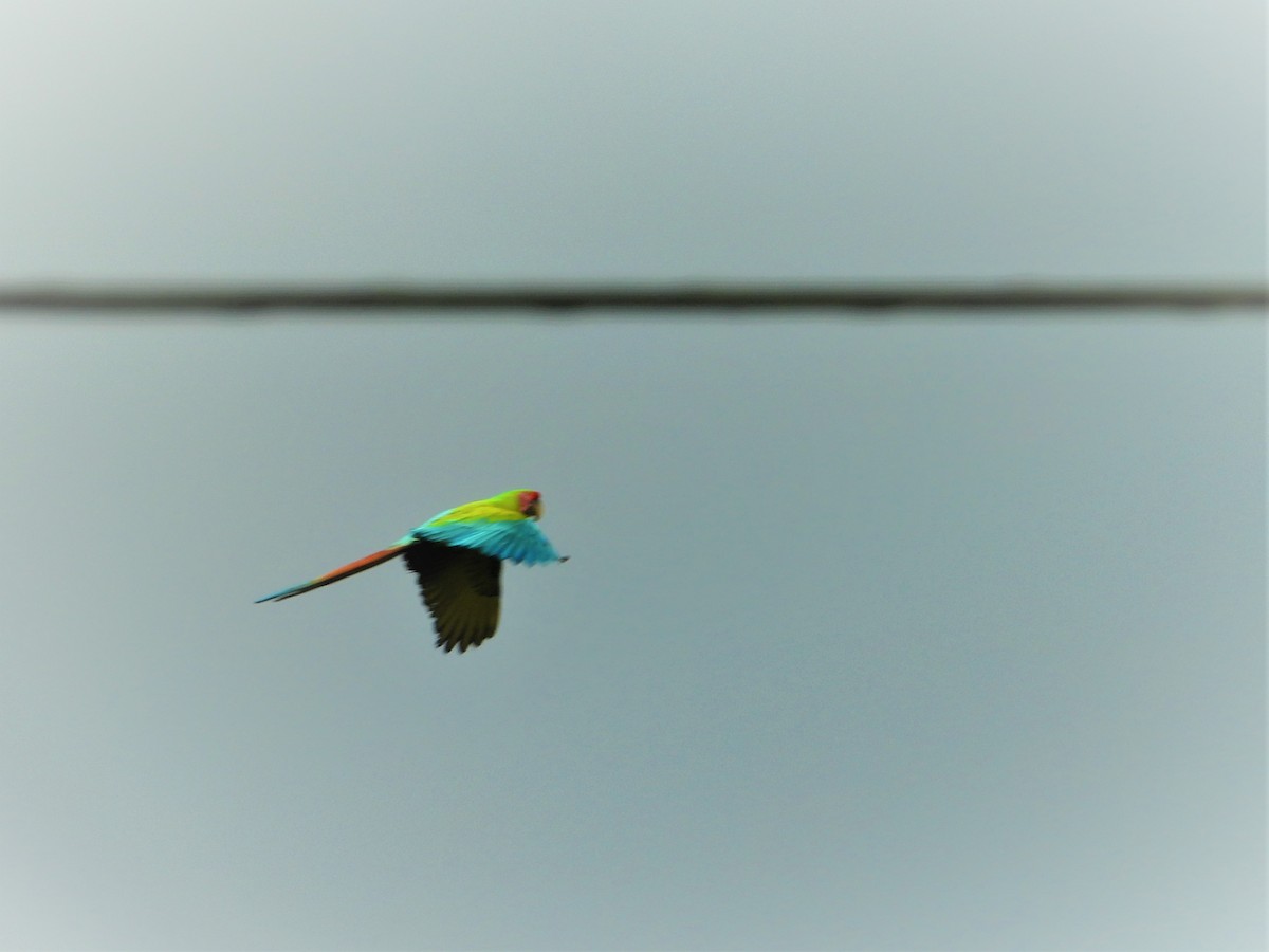 Great Green Macaw - ML622989896