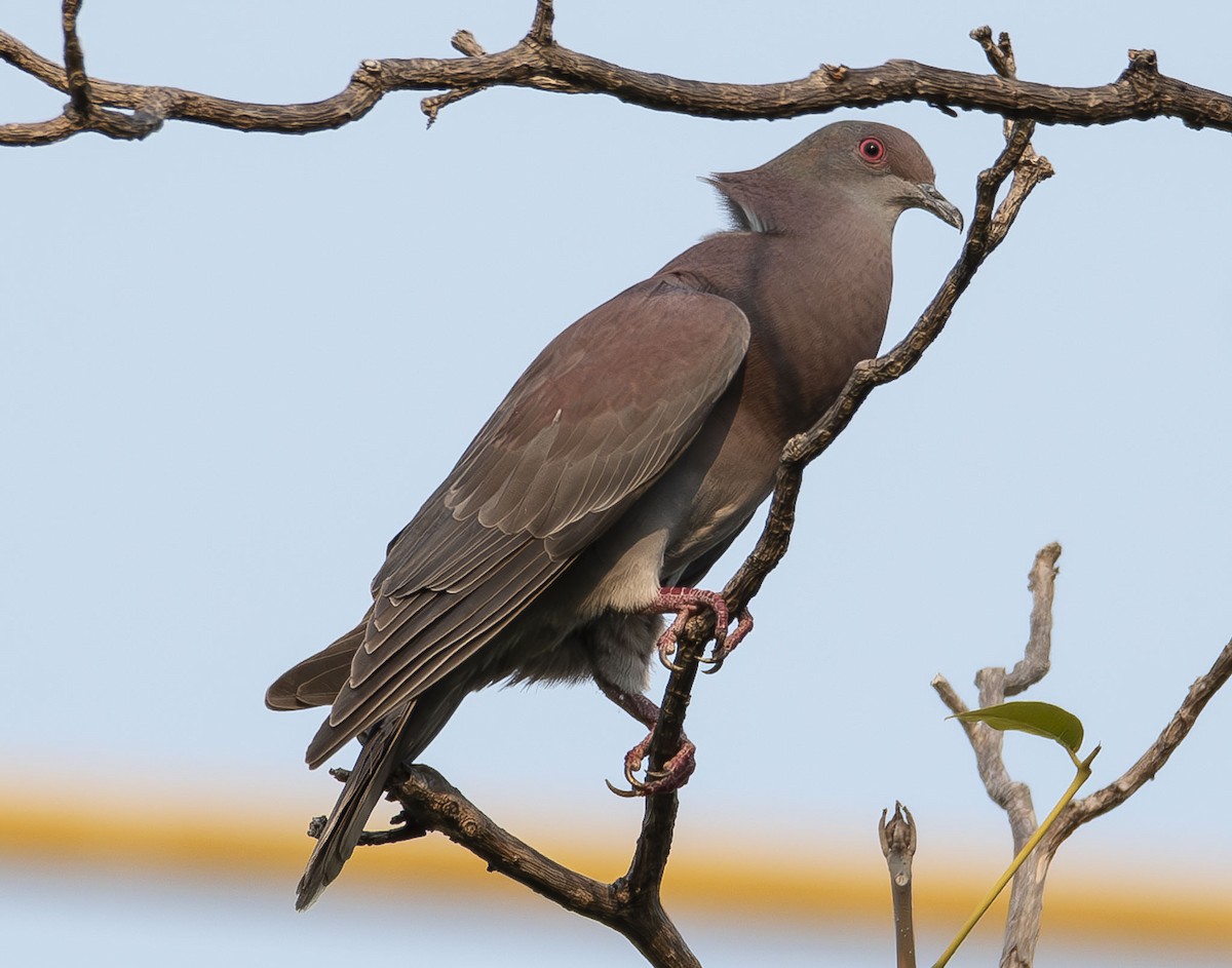 Pigeon rousset - ML622989902