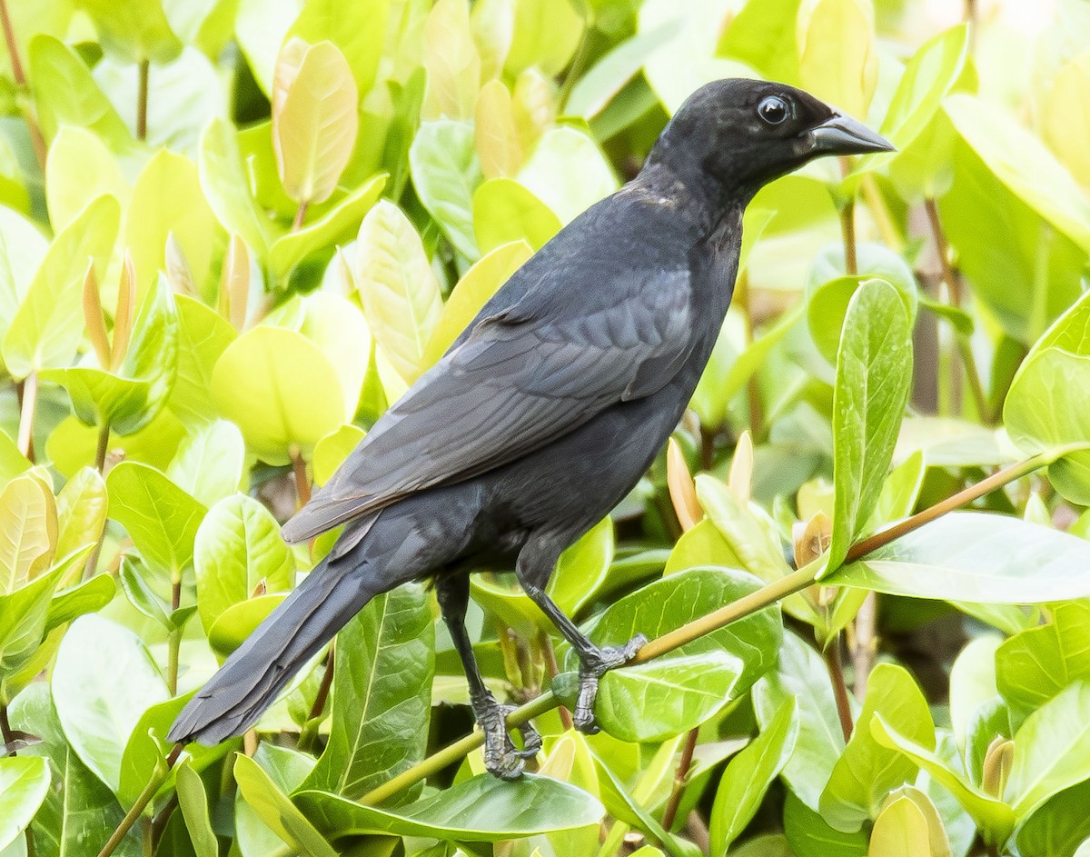 Vacher luisant - ML622989925