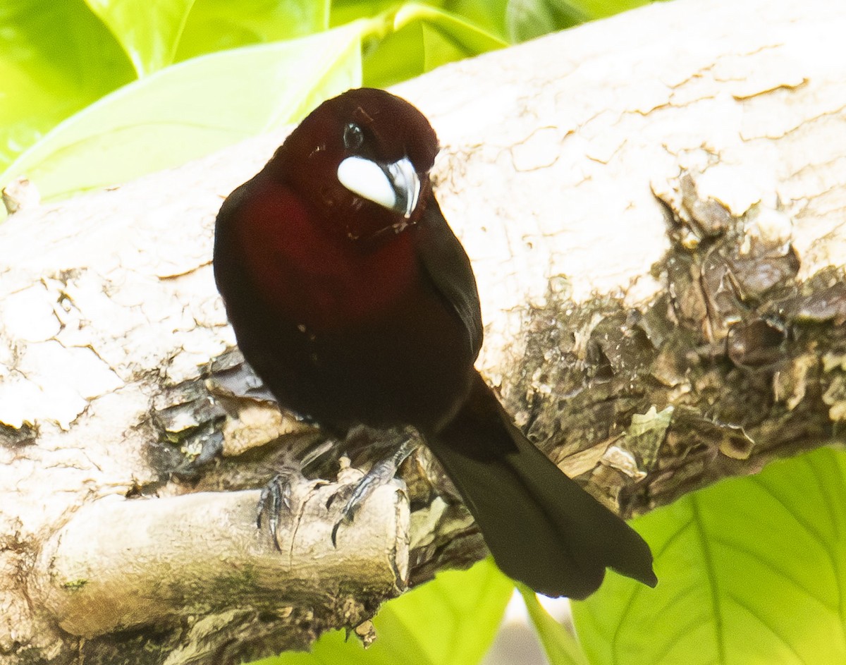 Tangara à bec d'argent - ML622989929