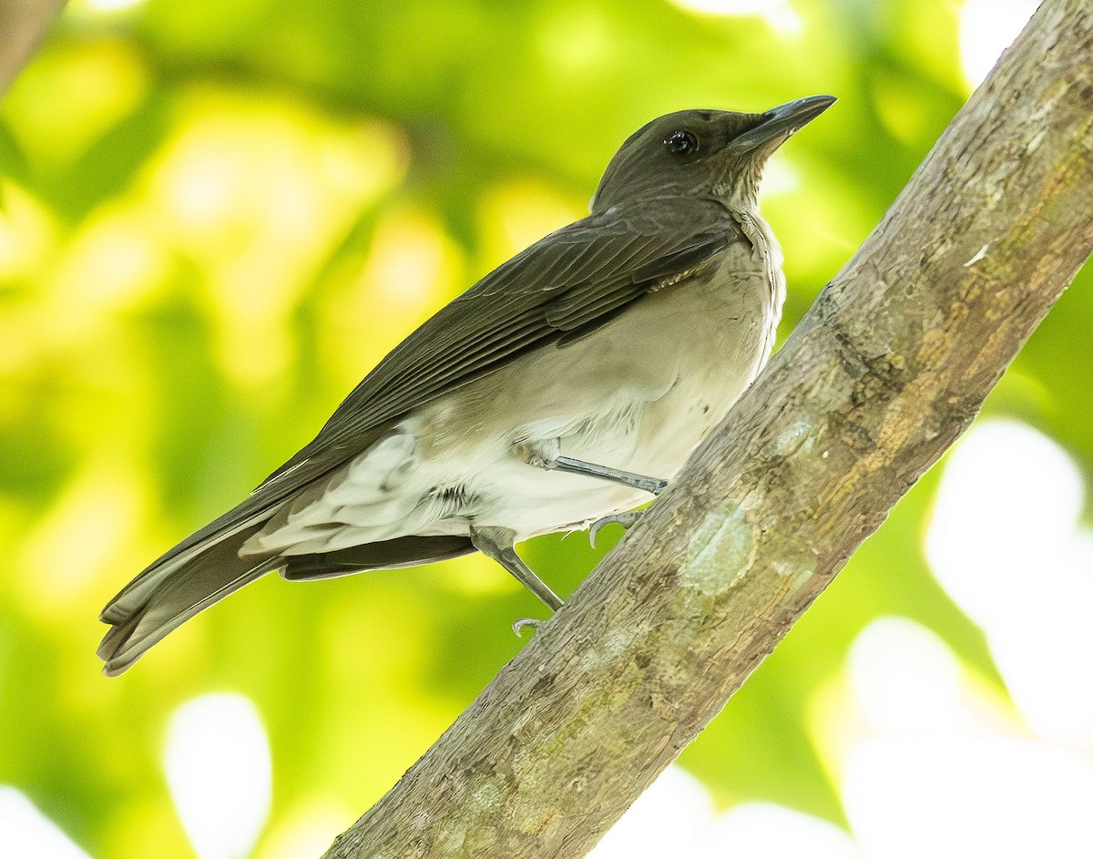 Merle à bec noir - ML622989933