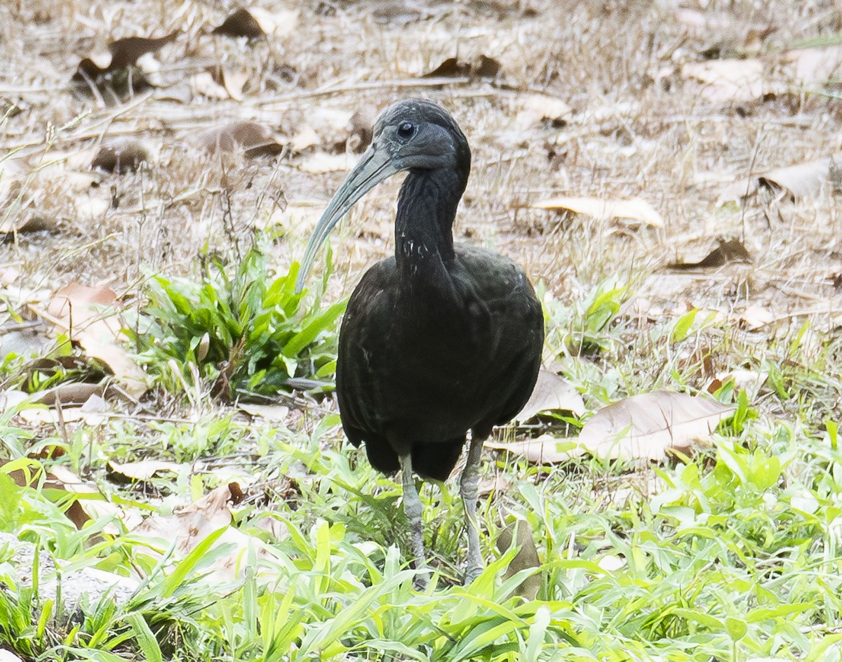 Ibis vert - ML622989937