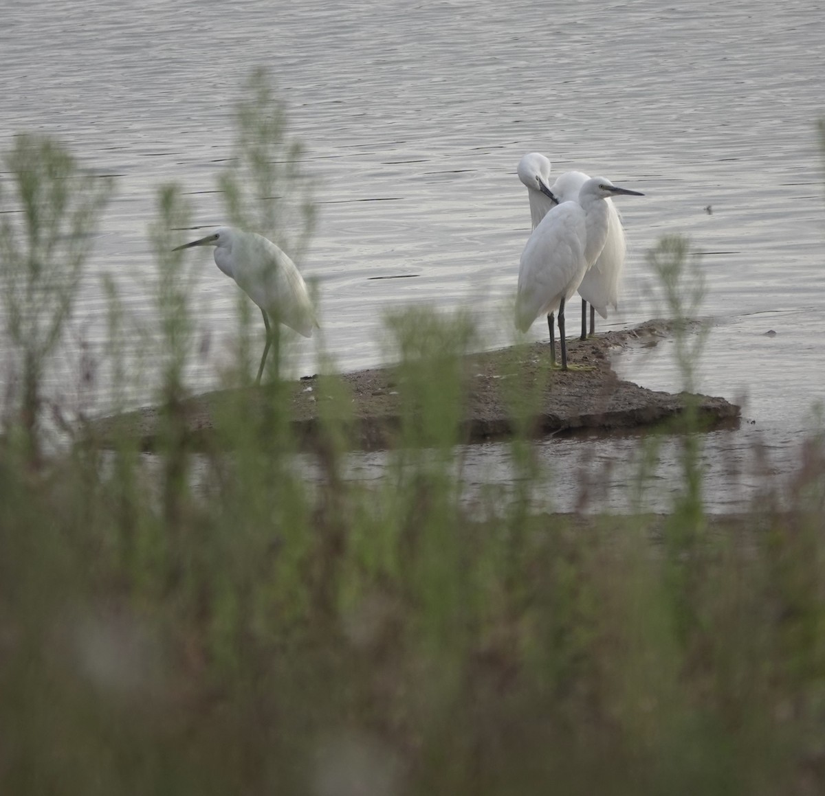 Little Egret - Martin Kennewell