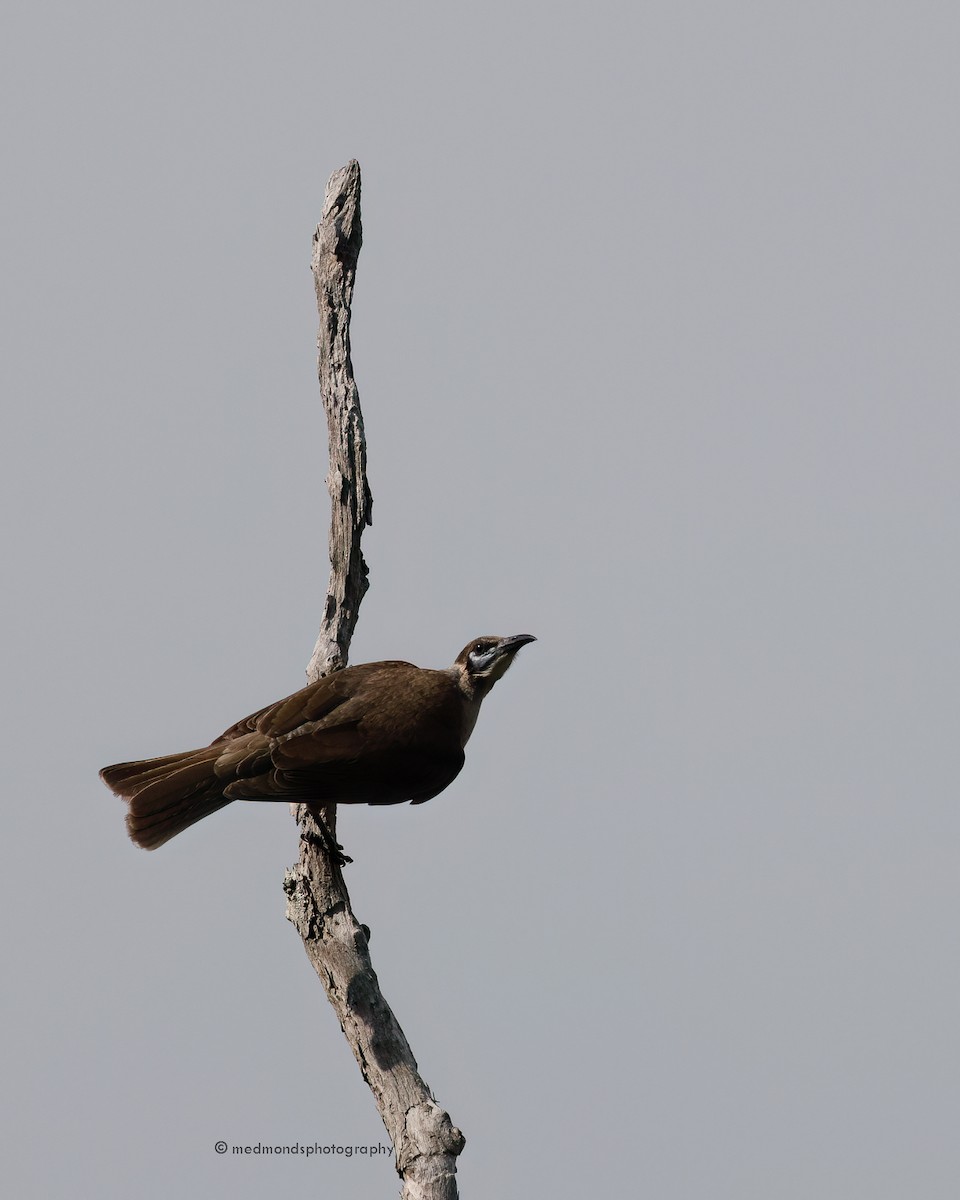 Little Friarbird - ML622989972