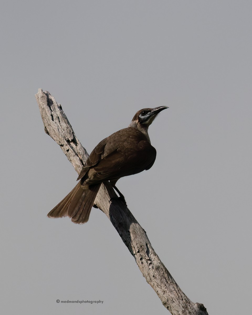 Filemón Goligualdo - ML622989973