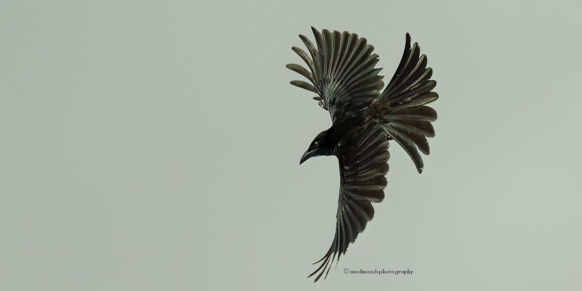 Drongo Escamoso - ML622989978