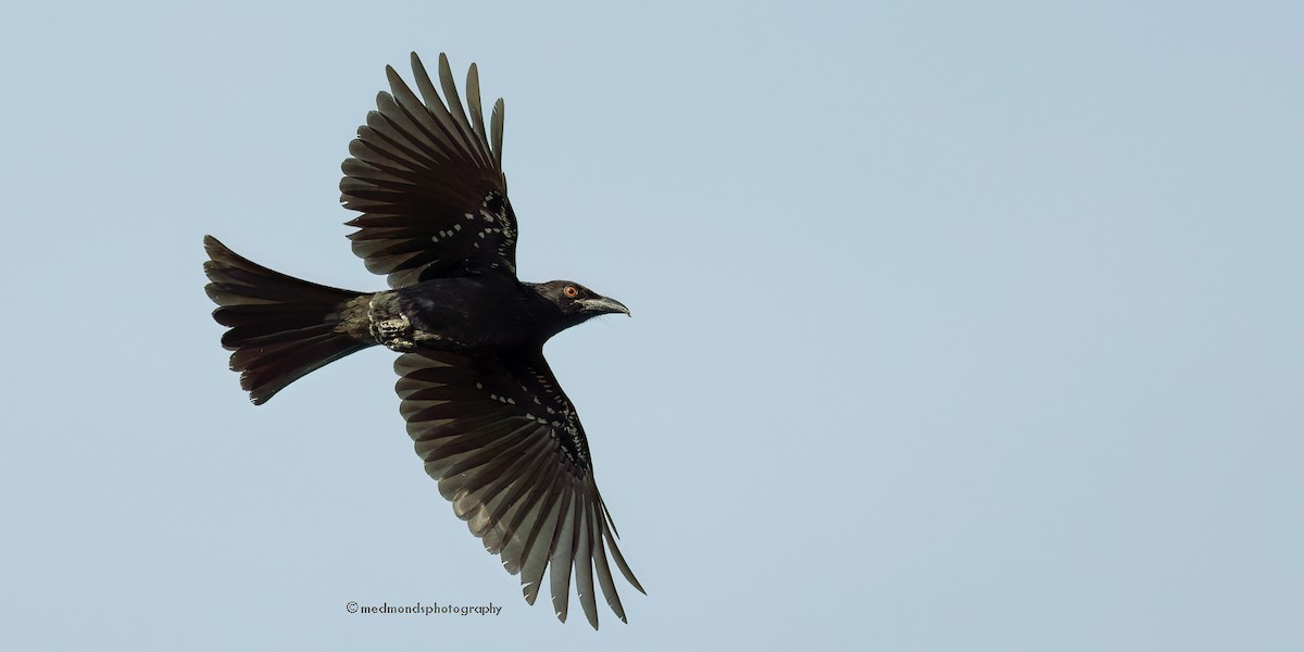 Drongo Escamoso - ML622989979