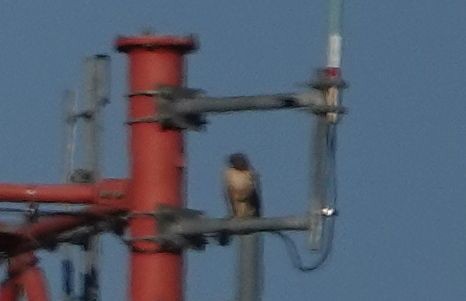 Red-tailed Hawk (calurus/alascensis) - ML622989985