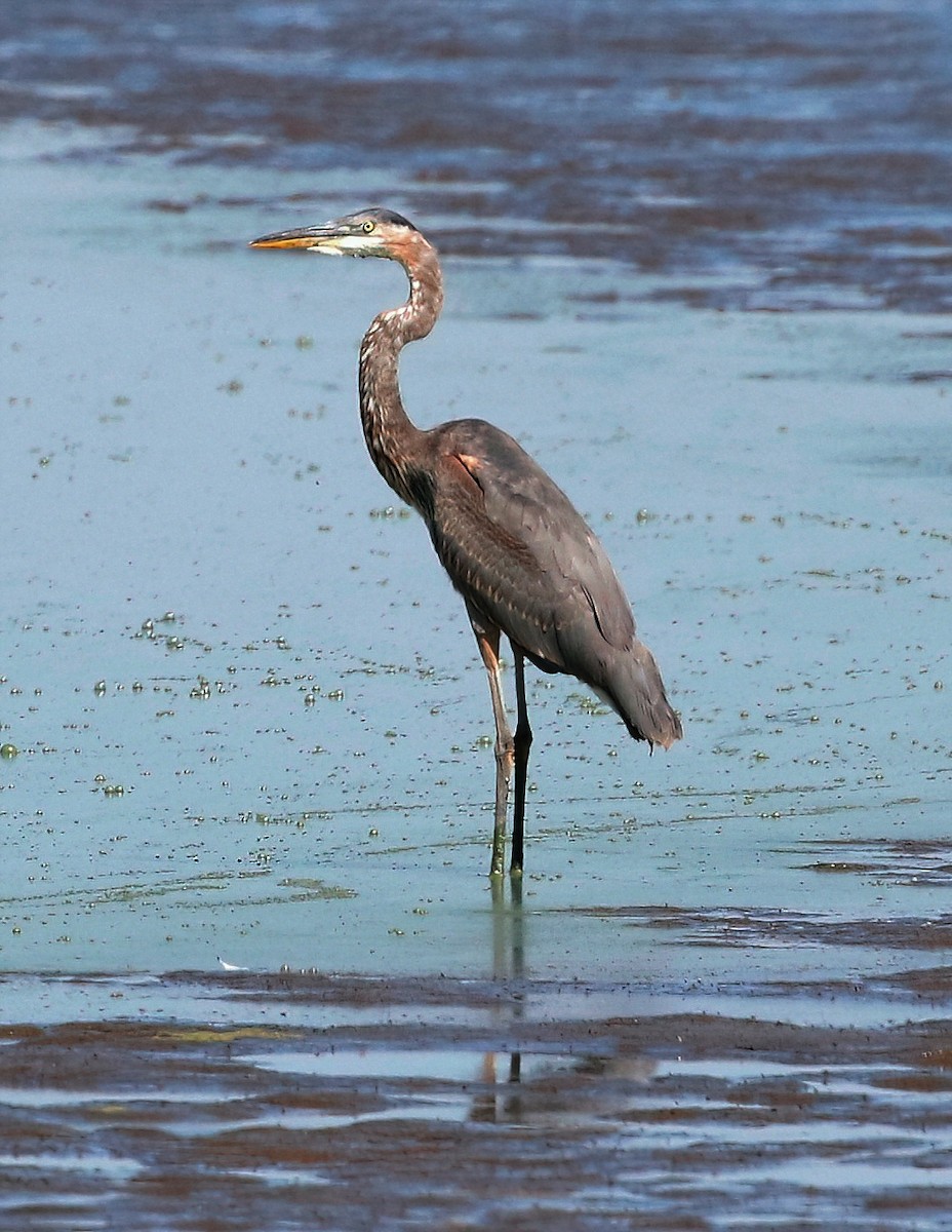 Garza Azulada - ML622989999