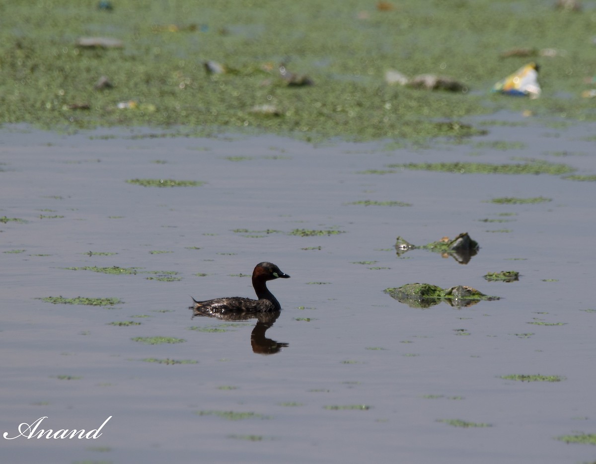 Хурган шунгуур - ML622990004