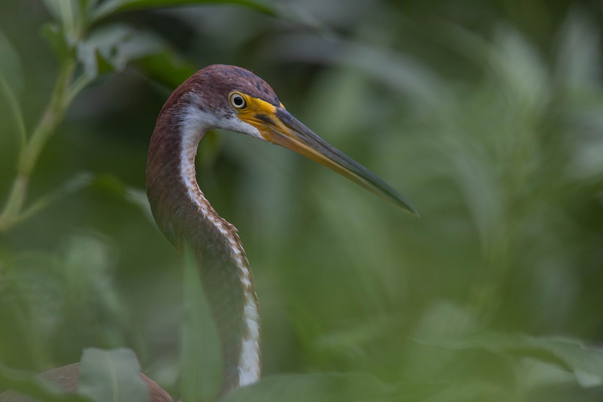 Tricolored Heron - Chanel Torres