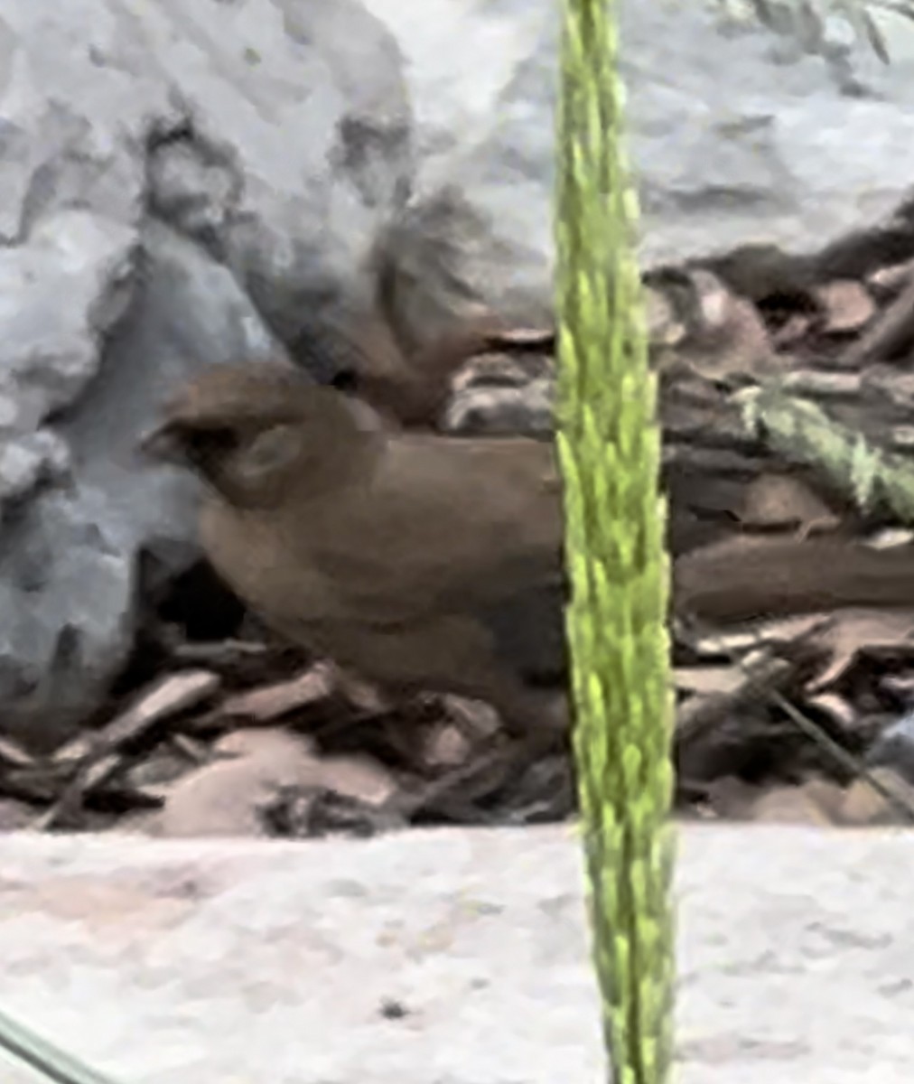 Abert's Towhee - ML622990033